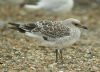 Mediterranean Gull at Southend Seafront (Steve Arlow) (73463 bytes)